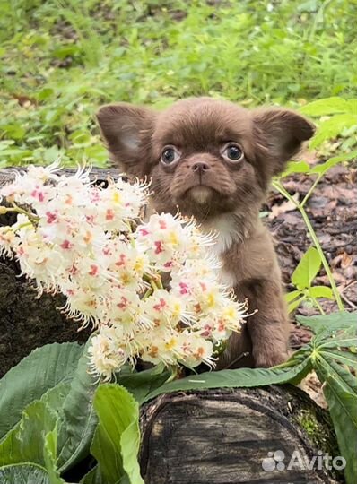 Щенки чихуахуа большой выбор окрасов