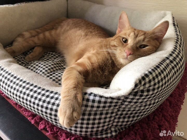 Передержка кошек