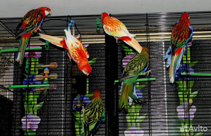 Попугай Розелла