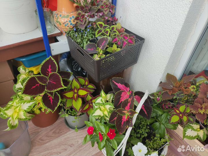 Колеусы черенки и в горшочках