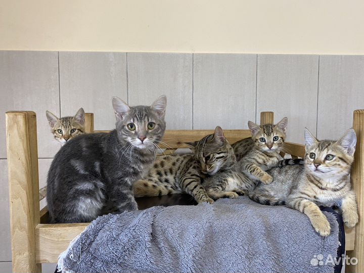 Леохаус ф2 котик