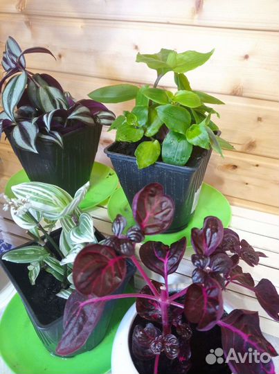 Традесканция