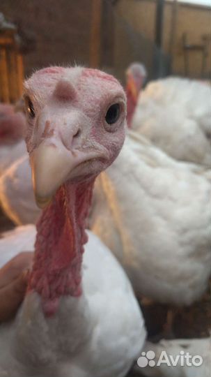 Индюки биг 6