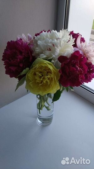 Пион коралловый