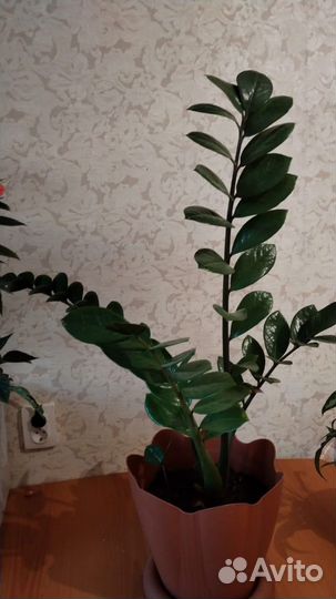 Комнатные цветы растения