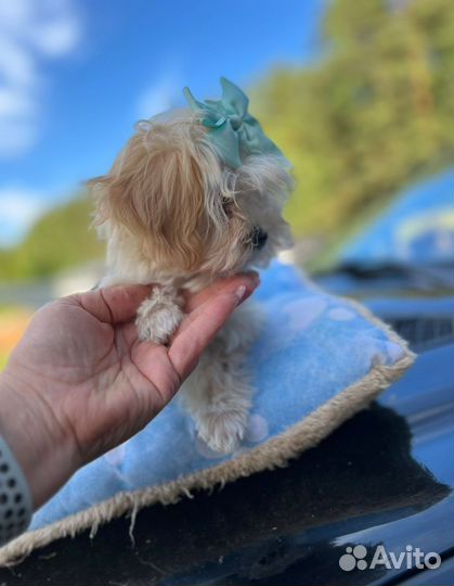 Мальтипу f1 mini