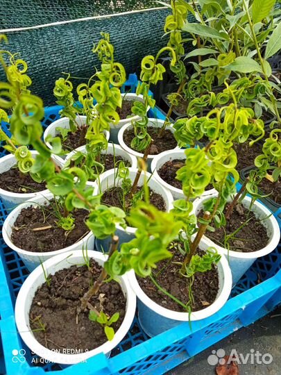 Ивы Нана,Криспа, Матсудана, серебристая