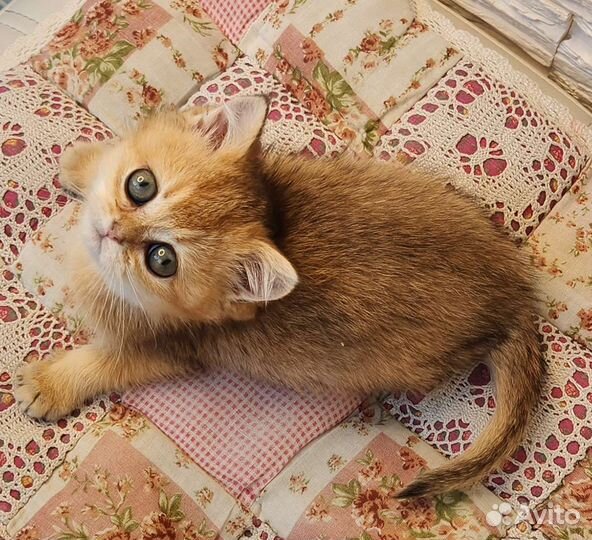 Британские золотые шиншиллы