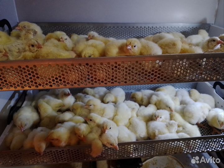Цыплята бройлеры кобб-500, гусята, инкуб.яйцо
