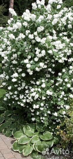 Жасмин кустарник