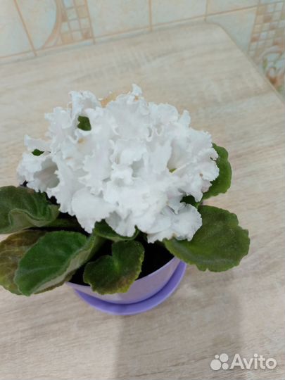 Сортовые фиалки