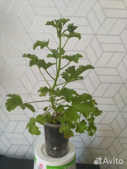 Пеларгония Berkswell Jester