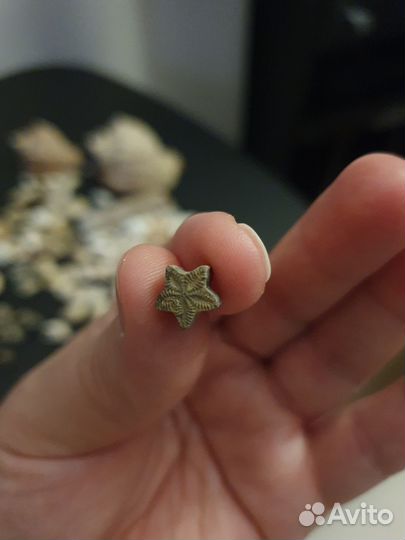 Окаменелости, ракушки