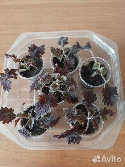 Колеусы для дома и сада