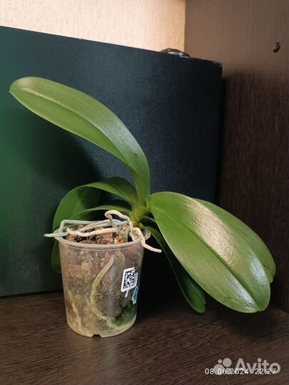 Орхидея фаленопсис