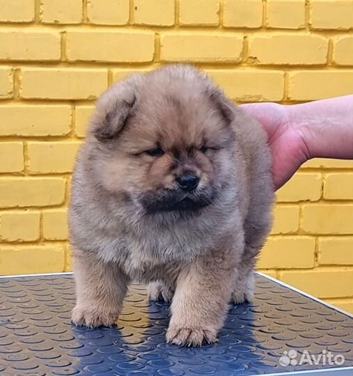 Щенок чау чау красный мальчик