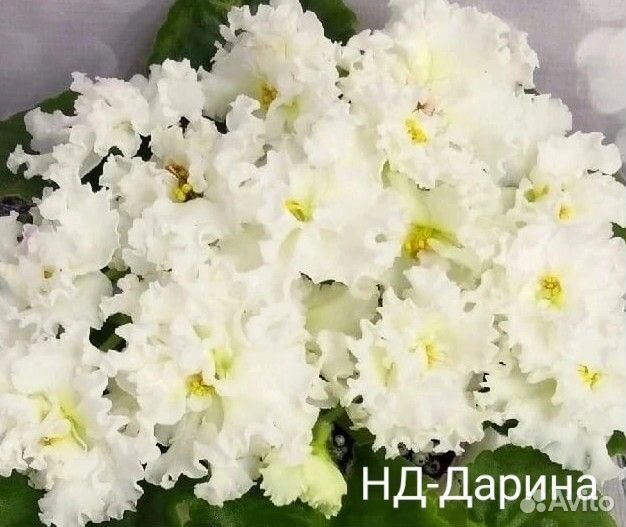 Детки фиалок