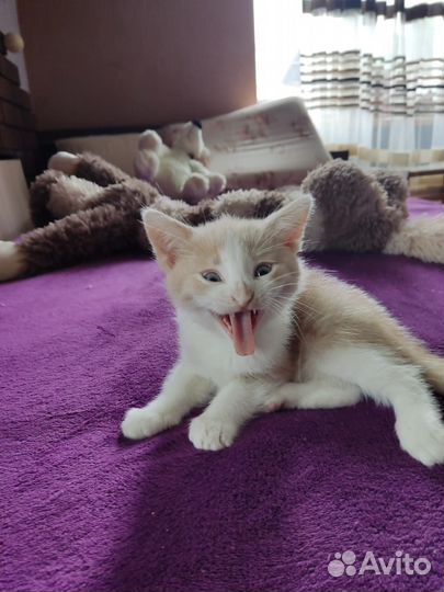 Котята домашний в дар