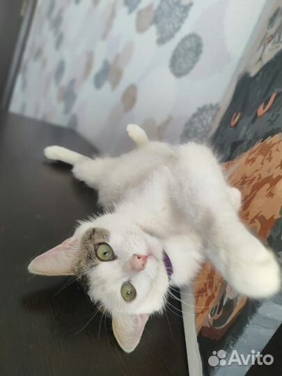 Турецкая ангора