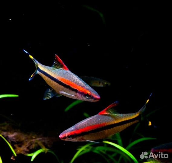 Барбус денисони