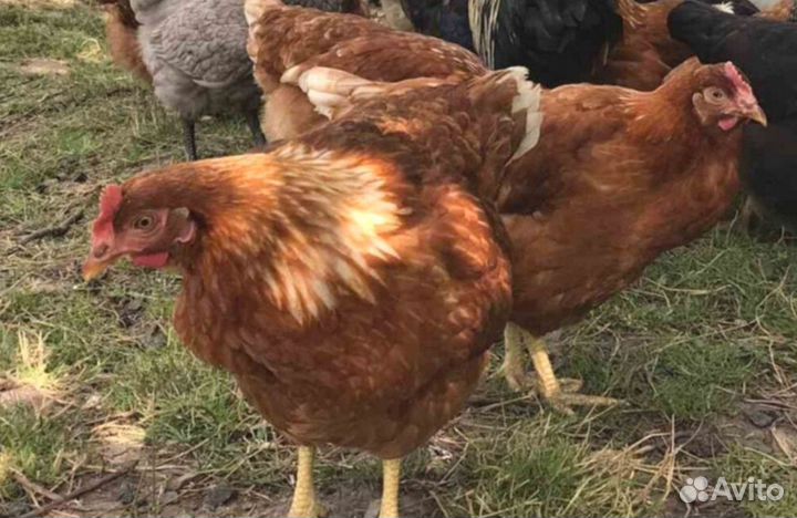 Куры несушки