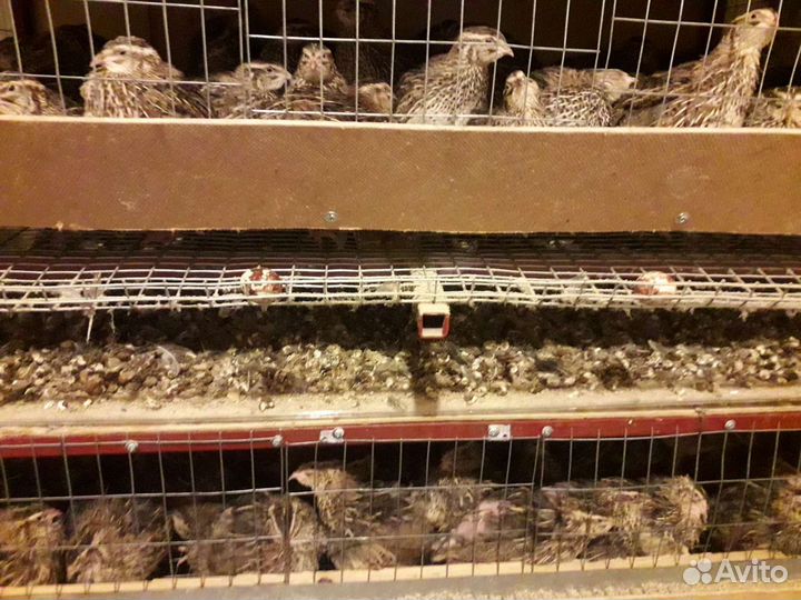 Перепела, помет