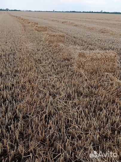 Солома пшеничная