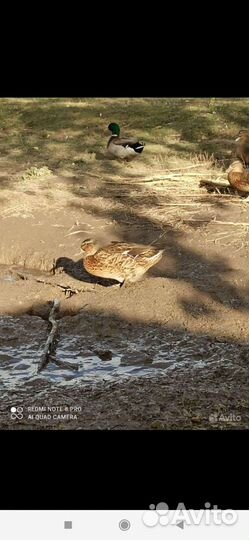 Утки дикие