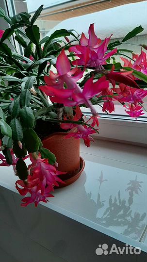 Декабрист шлюмбергера