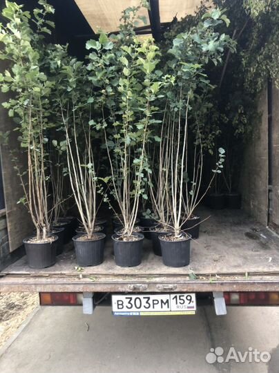 Грузоперевозки газель с грузчиками