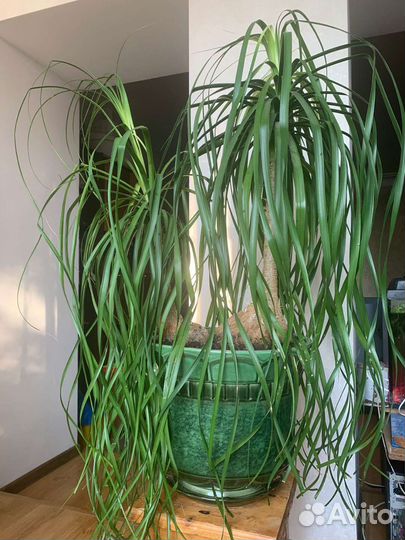 Бокарнея (Beaucarnea) - Нолина (Nolina)