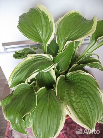 Многолетники: хосты, мох, маргаритки