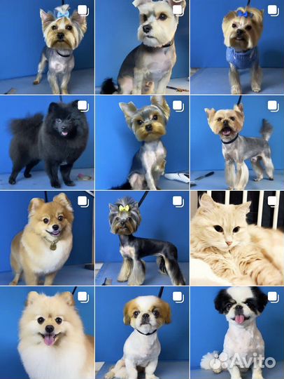 Стрижка собак