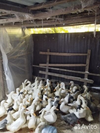 Индоутки,Куры, Петухи, Кролики, Дом Птица