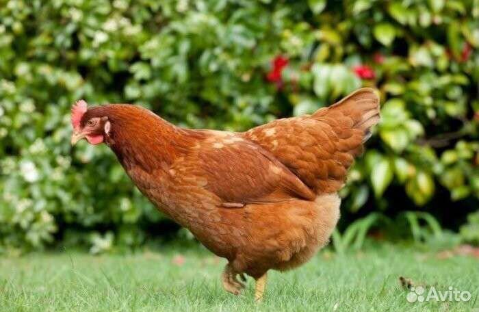 Куры и др. с/х птица