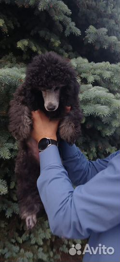 Серебристые пудели
