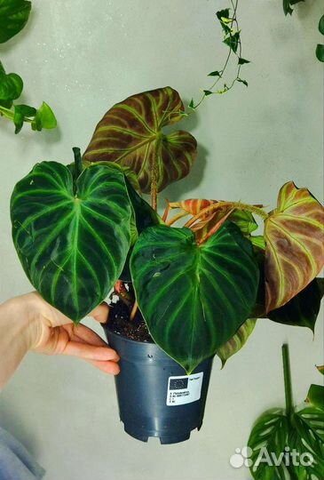 Фикус муншайн,филодендрон,зензи