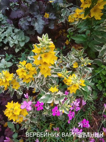 Садовые растения