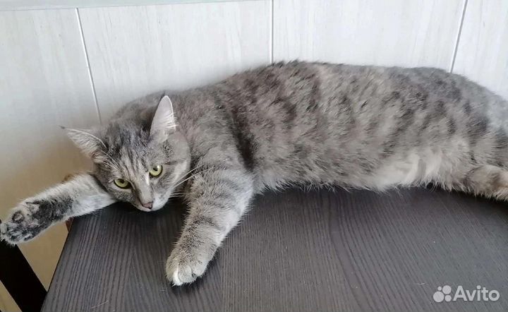 Кошечка-подросток в добрые руки