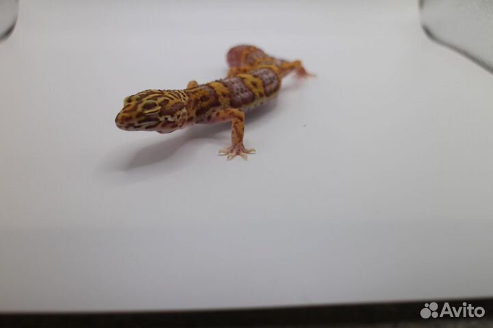 Эублефар/леопардовый геккон/улыбающийся геккон