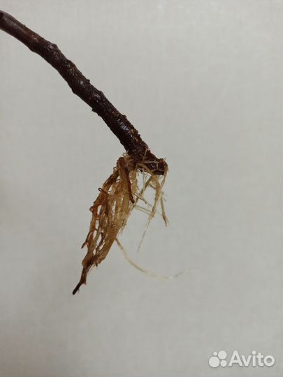 Фикус каучуконосный