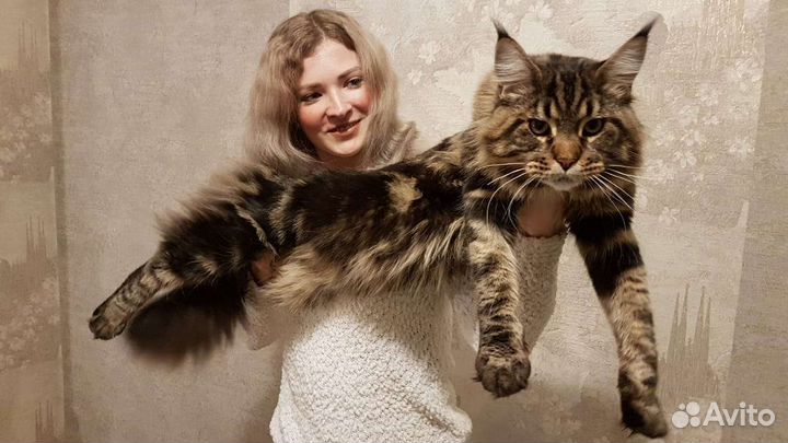 Кэтситтер, Котоняня, Зооняня, Няня для животных