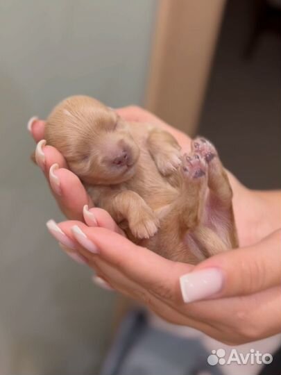 Мальтипу мини Maltipoo mini F1