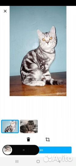 Шотландские вислоухие