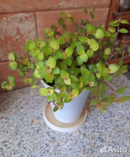 Традесканции, каллизия