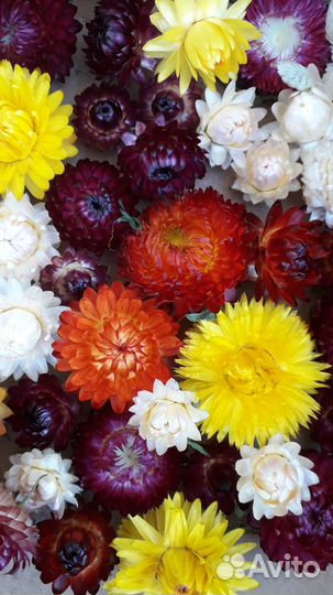 Сухоцветы для творчества