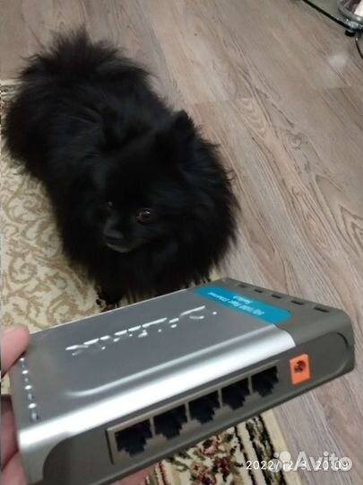 Свитч маршрутизатор