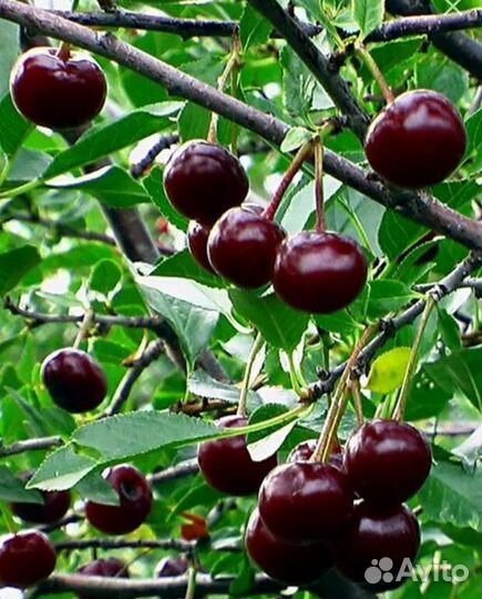 Вишня деревковая