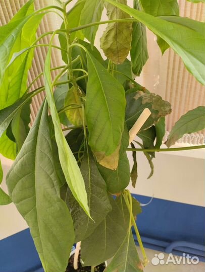 Авокадо растение