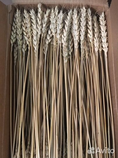 Колосья пшеницы сухоцветы